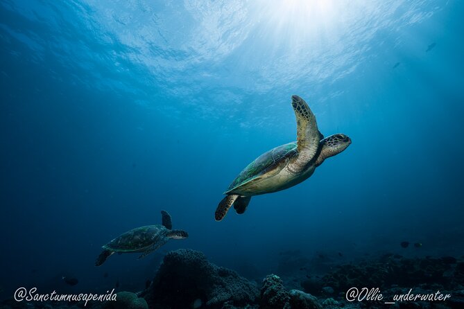 Certified Scuba Dive with Manta Rays (Open Water Diver minimum) - Is the $103.91 price good value?