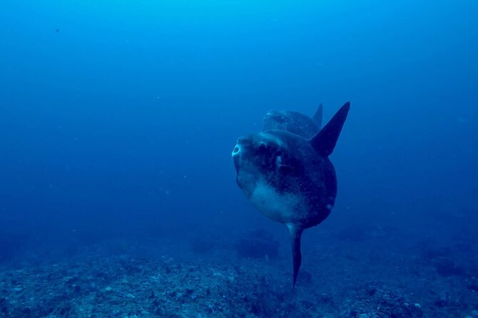 Certified Scuba Dive with Manta Rays (Open Water Diver minimum) - Meeting at Sanctum Dive at 8:30 am