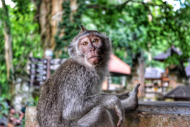 Cretya Ubud and Monkey Forest Sanctuary Tours - Practical ways to make the day better
