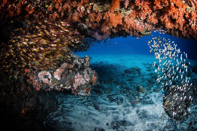 Day Trip certified divers - 3 Dives in Tulamben (pick-up & drop-off included) - Sessions two and three: Coral Gardens and the Drop Off