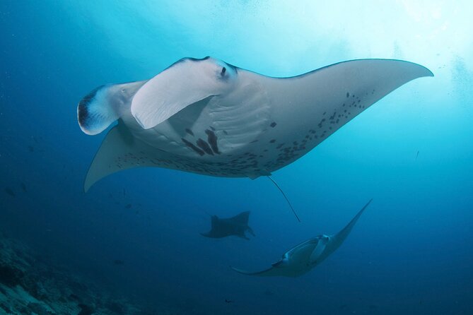 Day Trip Discover Scuba dive in Nusa Penida 2 dives (From Sanur - South Bali) - The 8 am pickup and crossing from Sanur