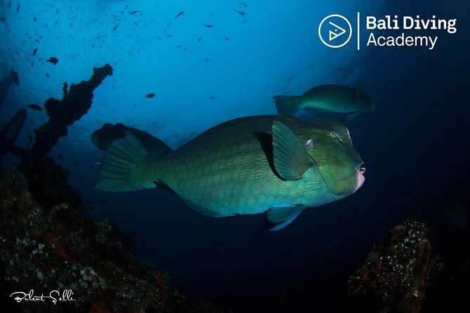 Day Trip Snorkeling in Tulamben - Explore Liberty Wreck (pick up in South Bali) - Key points to know before you book