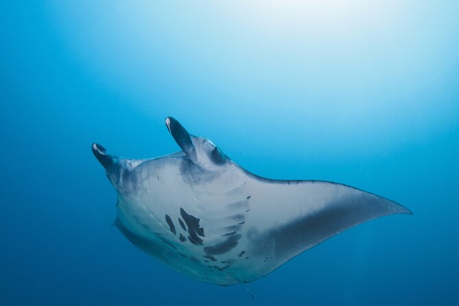 Day Trip snorkeling Nusa Penida - Manta 3 sites (from south bali) - Three Sites, With the Route Chosen for Conditions