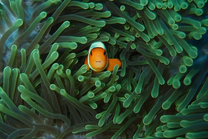Day Trip snorkeling Nusa Penida - Manta 3 sites (from south bali) - Sanur to Nusa Penida by Speedboat