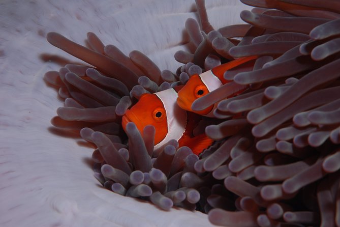 Discover Scuba Diving - Getting to the Amed meeting point