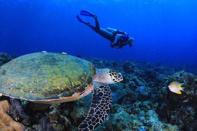 Discover Scuba Diving - My practical verdict on Bali Dive Trek