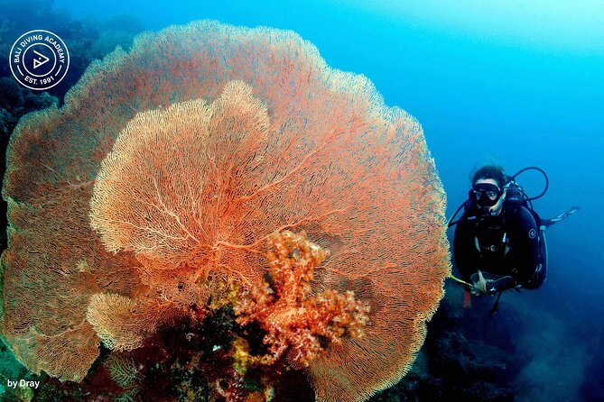 Discover Scuba Diving in Pemuteran at the Biorock site,1 shore dive all included - How Menjangan Island fits into the day