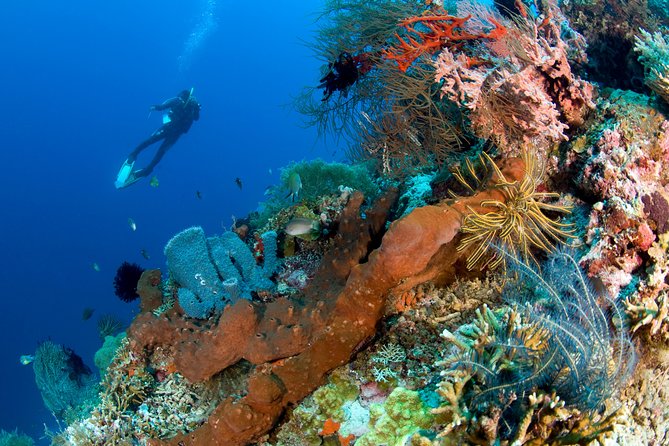 Discover Scuba Diving in Pemuteran at the Biorock site,1 shore dive all included - What makes the instruction useful for first-timers