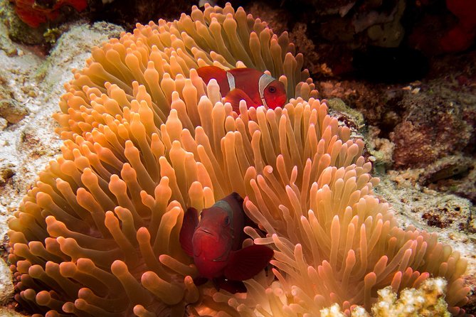 Discover Scuba Diving in Pemuteran - Diving Initiation in Bali (Menjangan Park) - Learning to breathe underwater before the boat trip