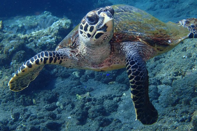 Discover Scuba Diving in Pemuteran - Diving Initiation in Bali (Menjangan Park) - Lunch and a pause on Menjangan Island