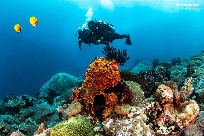 Discover Scuba Diving in Pemuteran - Diving Initiation in Bali (Menjangan Park) - The second session and the 12-meter limit