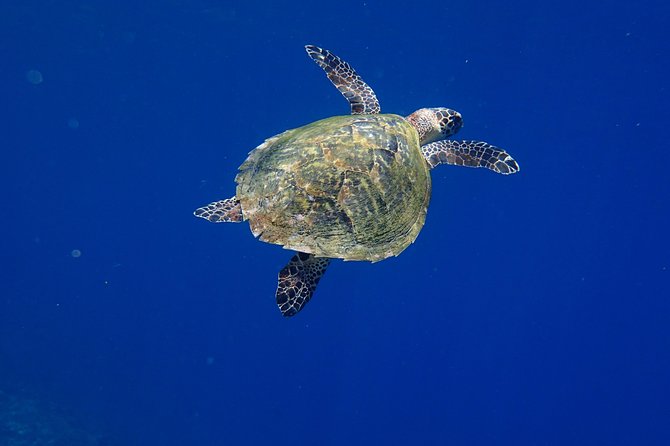 Discover Scuba Diving in Pemuteran - Diving Initiation in Bali (Menjangan Park) - Who should choose this Pemuteran experience?