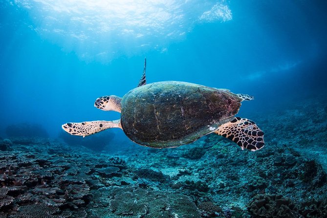 Discover Scuba Diving in Pemuteran - Diving Initiation in Bali (Menjangan Park) - Reaching Menjangan National Park