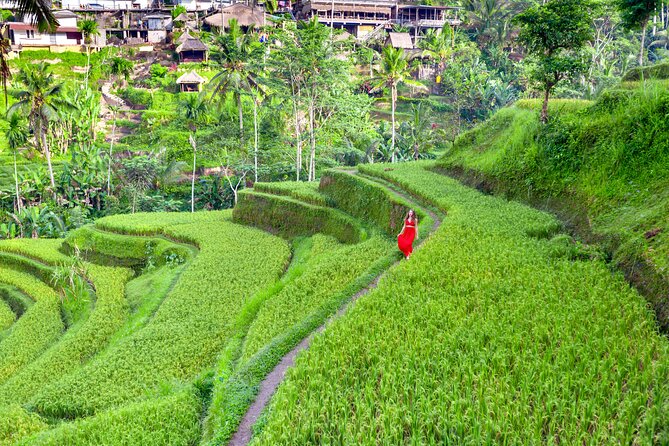 Discover The Best of Ubud: All-Inclusive and Private Guided Tour - Starting among 700 long-tailed macaques