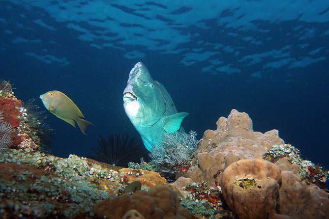 Diving at Tulamben Liberty Shipwreck 2 dives for certified divers - Your 7:30 AM start from South Bali