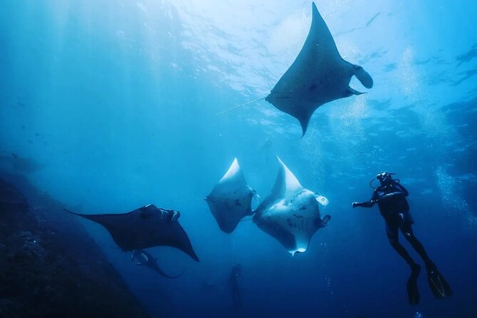 Diving with Manta Ray at Nusa Penida - Key points to know before booking
