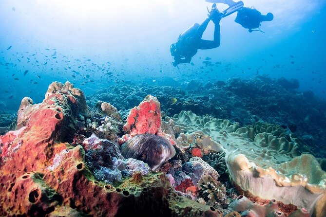 Diving with Manta Ray at Nusa Penida - Meeting manta rays at Nusa Penida’s Manta Point