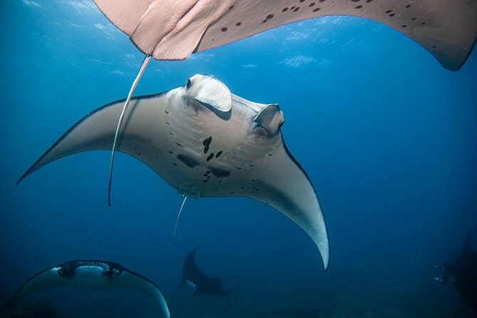 Diving with Manta Ray at Nusa Penida - What the shared speedboat means for your day