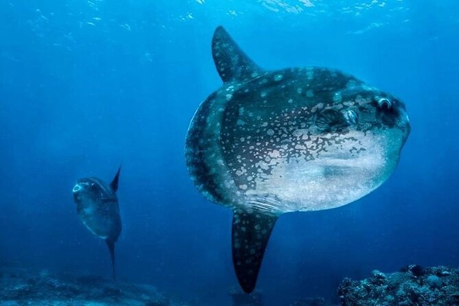 Diving with Manta Ray at Nusa Penida - Who will get the most from this experience