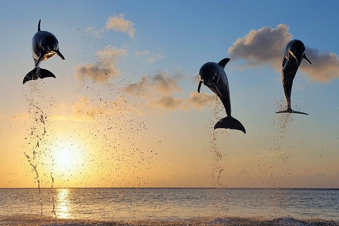 Dolphin Tour and Sunrise Watching in Lovina Beach - All Inclusive - Wanagiri Hidden Hills and Lake Buyan views