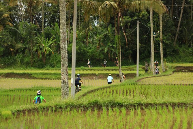 Downhill Cycling Ubud with Volcano, Rice Terrace and Educational - Who should book this Ubud cycling tour?