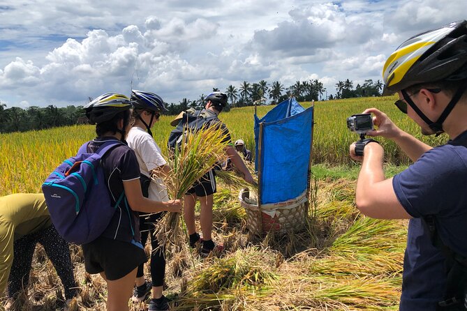 Downhill Cycling Ubud with Volcano, Rice Terrace and Educational - Should you book it?