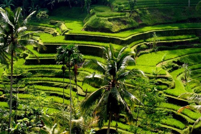 Exclusive Ubud Experience: Nature, Culture & Adventure in One Day - Why this Ubud day tour works