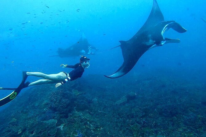 Explore 4 iconic snorkeling spots of Manta Bay in Nusa Penida - Who should book this $27 outing?