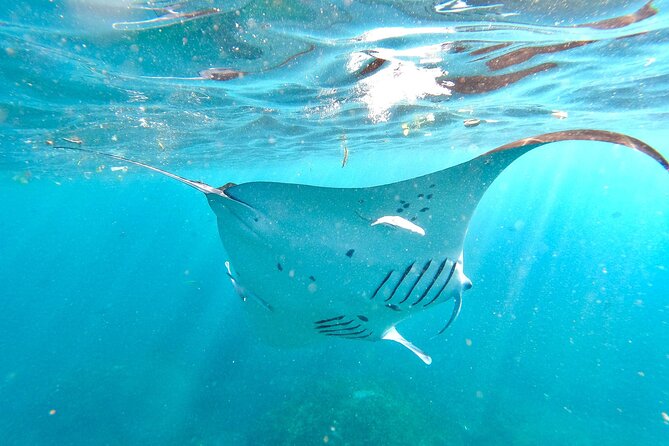 Explore 4 iconic snorkeling spots of Manta Bay in Nusa Penida - What happens at the four snorkeling sites
