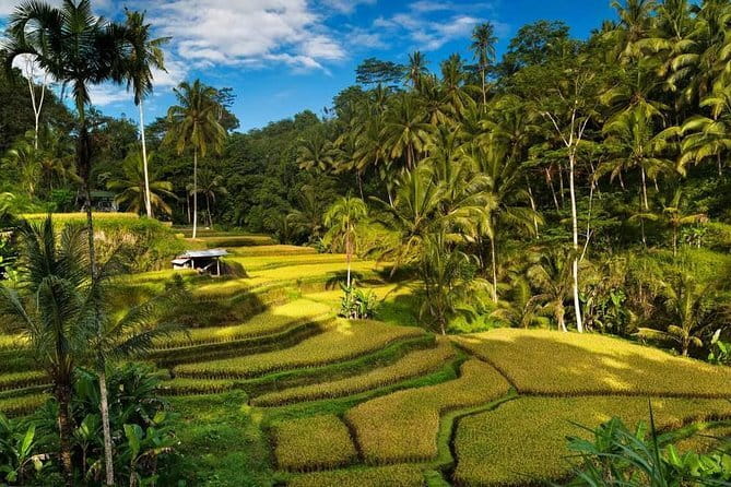 Exploring Bali in 3 Days: Discover Top Places in Bali - The three things this Bali tour does best