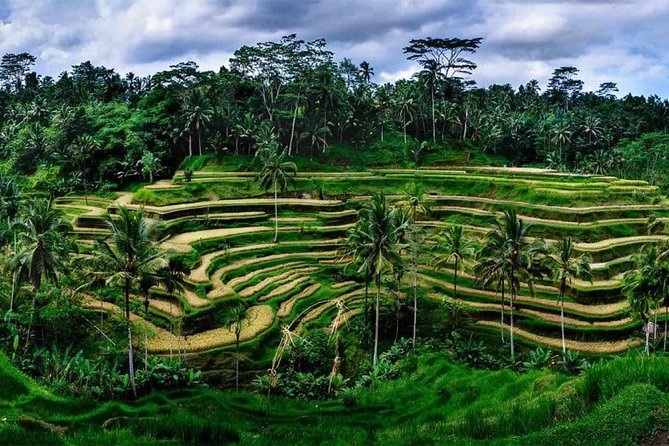 Fantastic Ubud Tour with Jungle Swing - Starting at the Sacred Monkey Forest Sanctuary