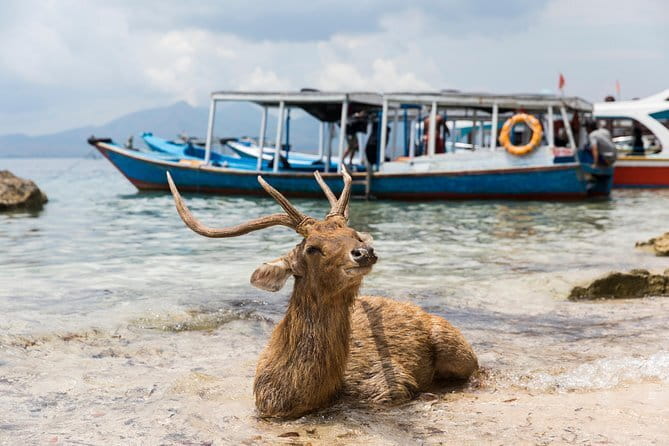Fastboat to Gili Trawangan or Gili Air - Who will find this transfer a good fit?