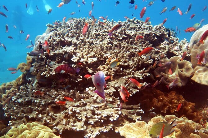 From Bali: Nusa Penida Snorkeling and Island Tour - From your hotel to Sanur Beach