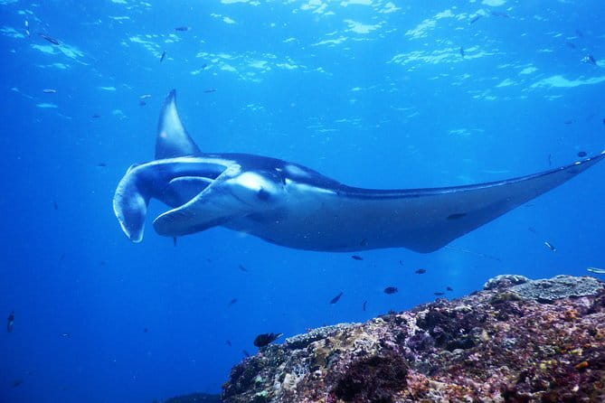 From Bali: Nusa Penida Snorkeling and Island Tour - What the $142.50 price covers