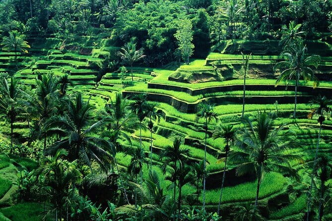 Full Day ATV Ride, Monkey Forest,Tegalalang Rice Terrace - What this seven-hour Ubud day looks like