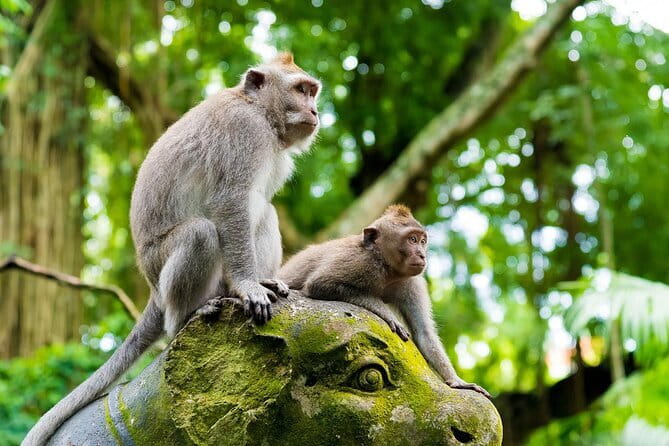 Full Day ATV Ride, Monkey Forest,Tegalalang Rice Terrace - Monkey Forest: temples, macaques, and careful walking