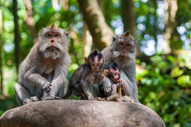 Full Day Best of Ubud Private Tour - Celuk and Batuan add village character