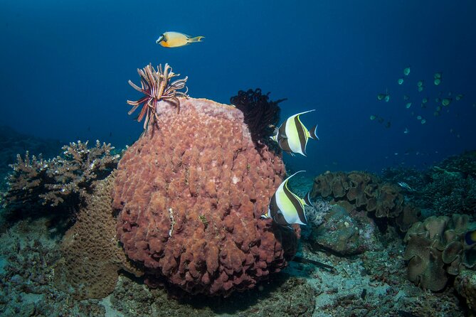 Full-Day Discover Scuba Diving Tour for Beginners in Tulamben - The USS Liberty wreck brings the day’s main attraction