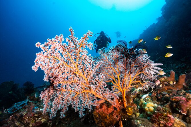 Full-Day Discover Scuba Diving Tour for Beginners in Tulamben - The staff and the beginner-friendly tone
