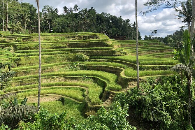 Full-Day Highlights and Best of Ubud Village - Tegenungan Waterfall: a scenic first stop