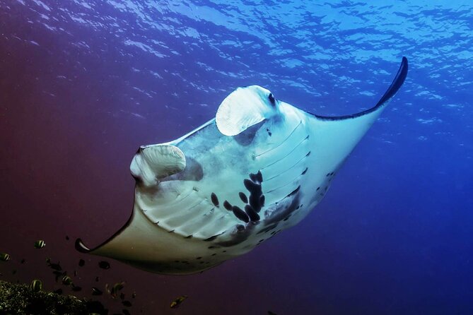 Full-Day Nusa Penida Snorkeling Adventure from Bali - Kelingking Beach and the famous cliff shape