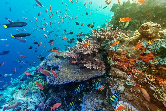 Full-Day Nusa Penida Snorkeling Adventure from Bali - Lunch, gear, and the small-group setup