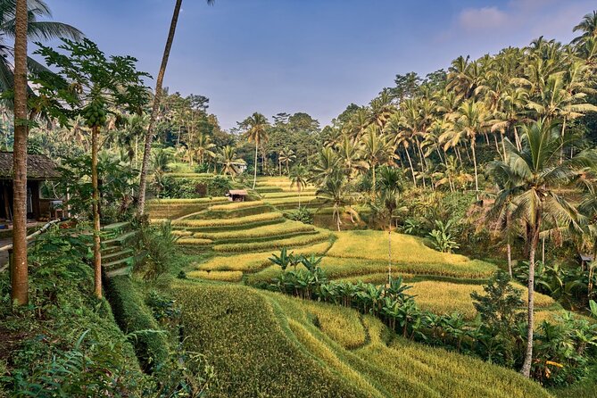 Full Day Private Guided Tour to Bali - Tirta Empul, where the guide matters most