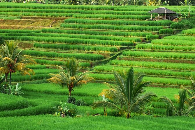 Full Day Private Water Temples Tour in Bali - Ulun Danu Bratan and the cool Bedugul morning