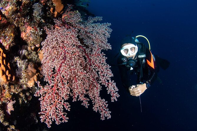 Full-Day Scuba Diving Experience of USAT Liberty in Tulamben - Why the USAT Liberty makes this trip special