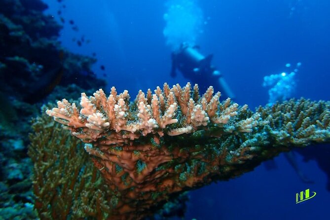 Full-Day Scuba Diving Experience of USAT Liberty in Tulamben - What the $134 price includes