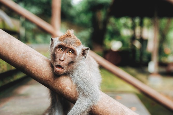 Full day Tour to Best of Ubud with jungle swing - Why this private Ubud day works well from Seminyak