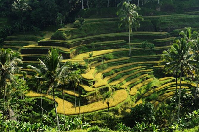 Full Day – Ubud Art Village and Mount Batur Kintamani with Lunch - Tegalalang Rice Terrace and the Subak system