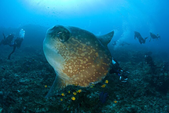 Fun Dive Nusa Penida Bali - For Certified Divers - The early start from Kuta to the Sanur boat