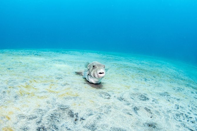Fun Dive Nusa Penida Bali - For Certified Divers - Crystal Bay and the Mola Mola possibility